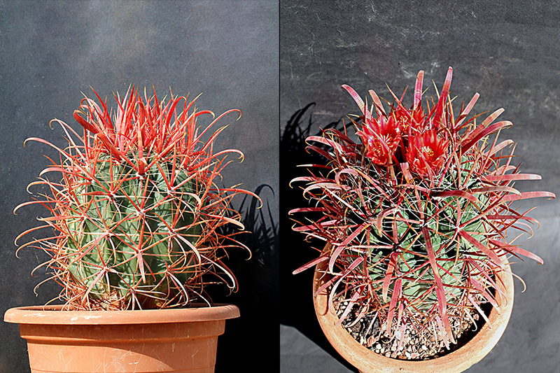 Ferocactus gracilis ssp. coloratus SB 1280