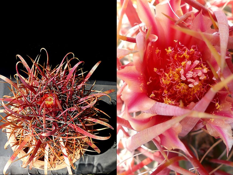 Ferocactus gracilis ssp. coloratus SB 1280