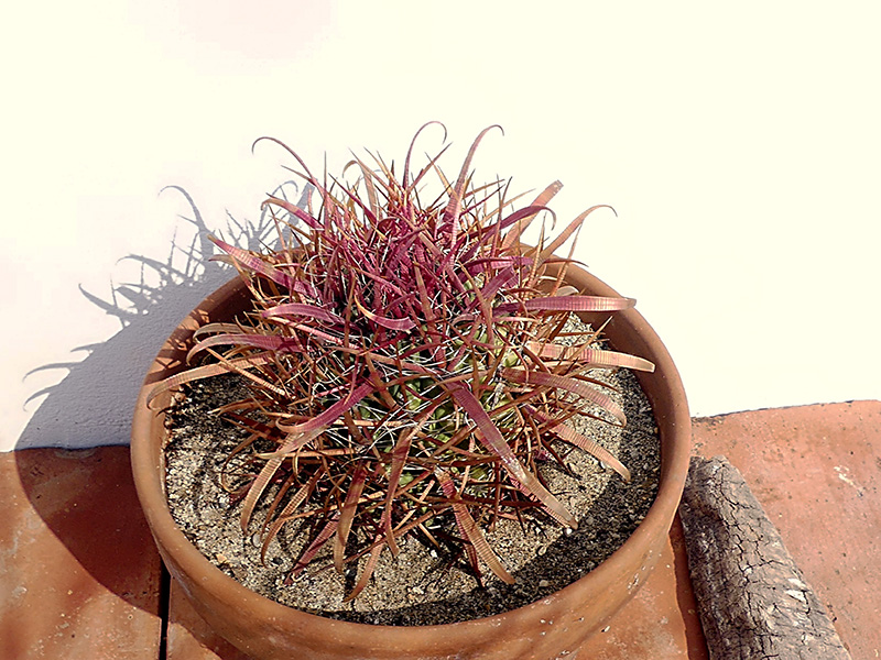 Ferocactus gracilis ssp. coloratus SB 1280