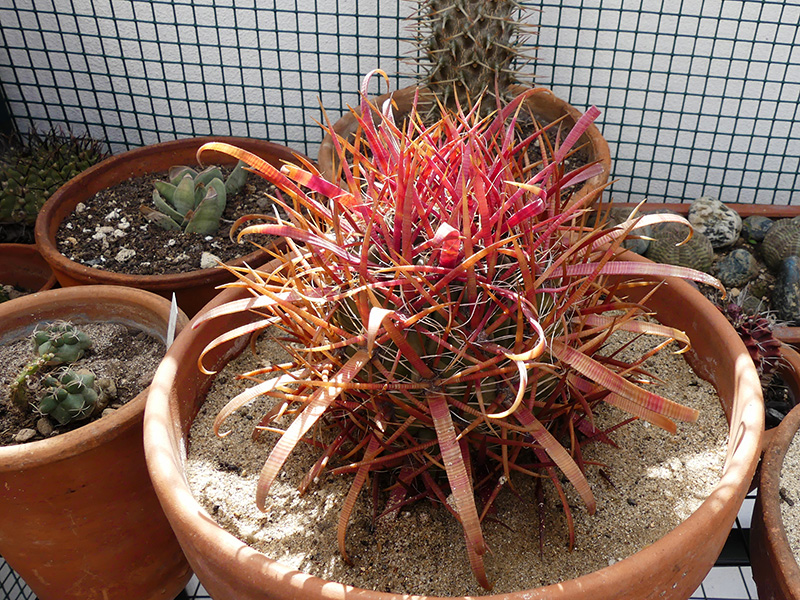 Ferocactus gracilis ssp. coloratus SB 1280