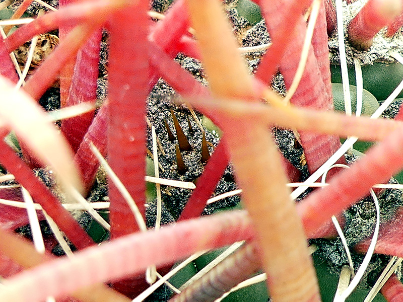 Ferocactus gracilis ssp. coloratus SB 1280