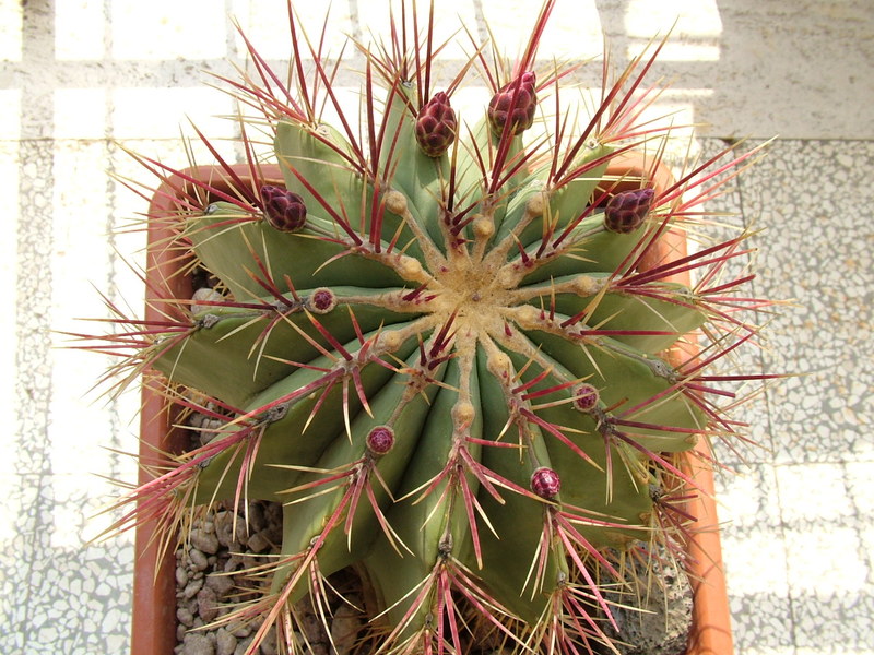 Ferocactus haematacanthus 