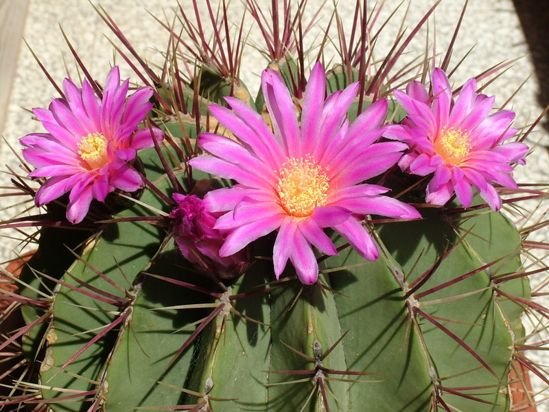 Ferocactus haematacanthus 