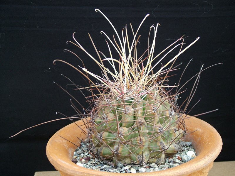 Ferocactus hamatacanthus 