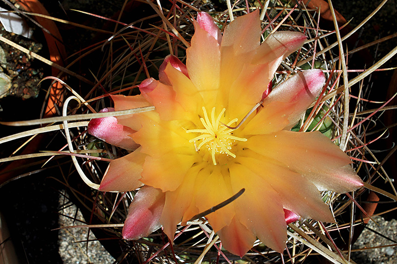 Ferocactus hamatacanthus 