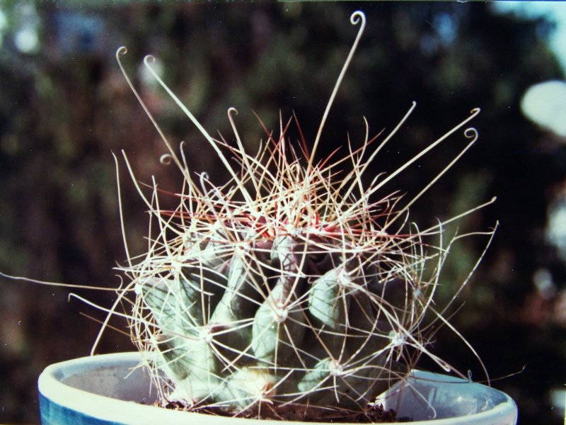 Ferocactus hamatacanthus 