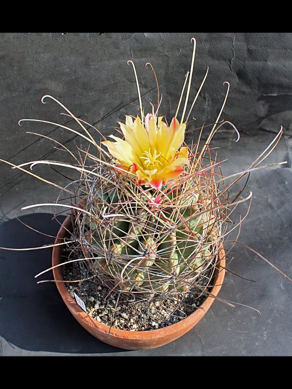 Ferocactus hamatacanthus 