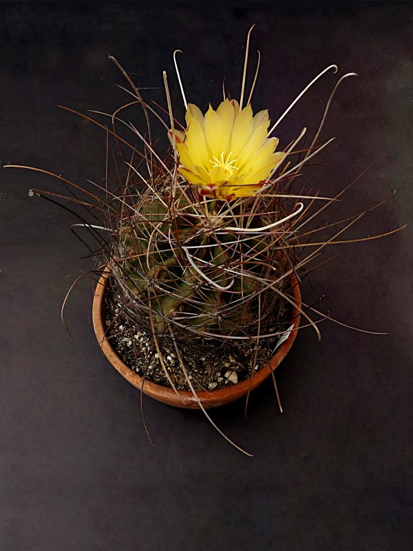 Ferocactus hamatacanthus 