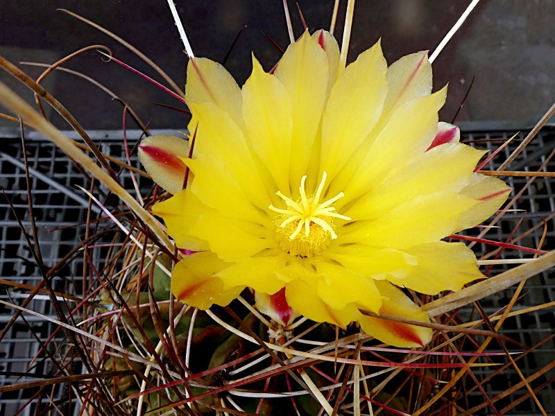 Ferocactus hamatacanthus 