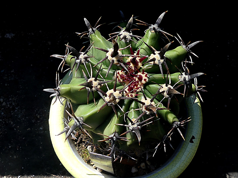 Ferocactus horridus f. brevispinus 