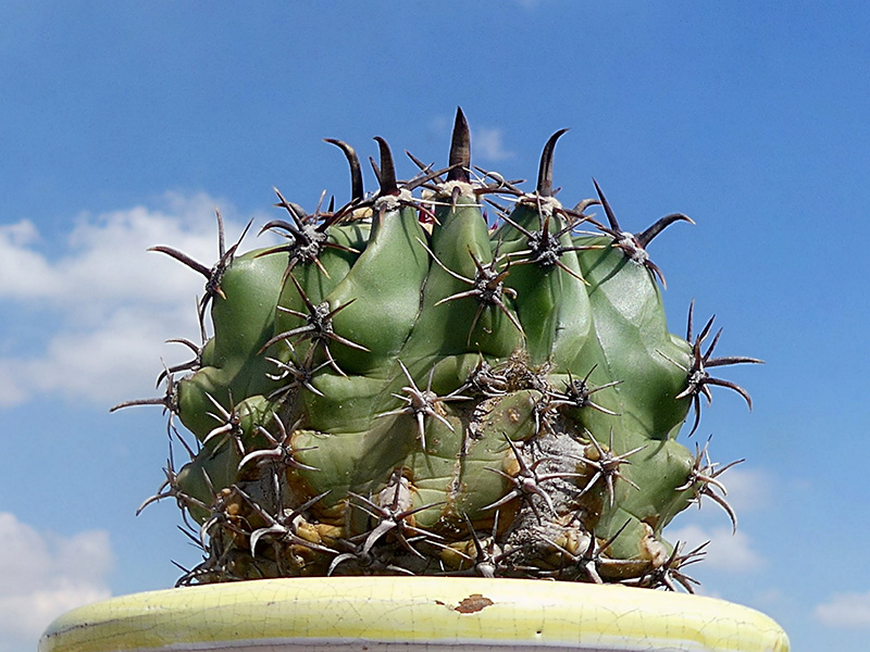 Ferocactus horridus f. brevispinus 