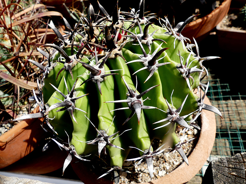 Ferocactus horridus f. brevispinus 