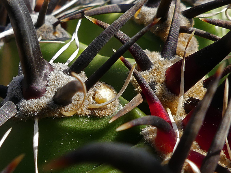 Ferocactus horridus f. brevispinus 