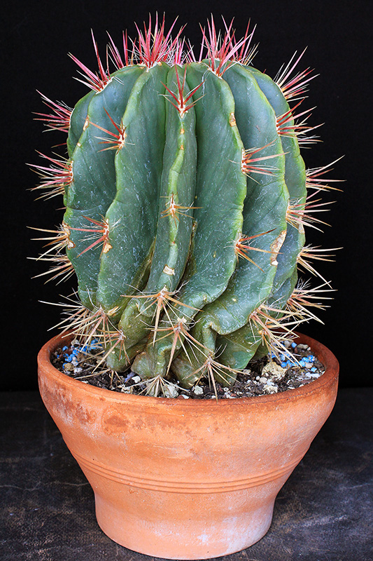 Ferocactus stainesii 