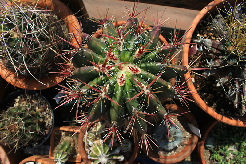 Ferocactus stainesii 