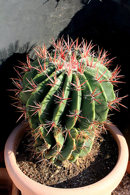 Ferocactus stainesii 