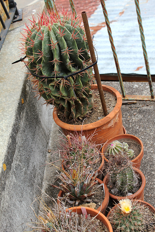 Ferocactus stainesii 