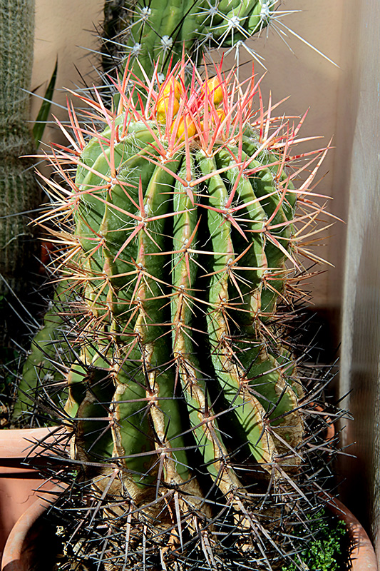 Ferocactus stainesii 