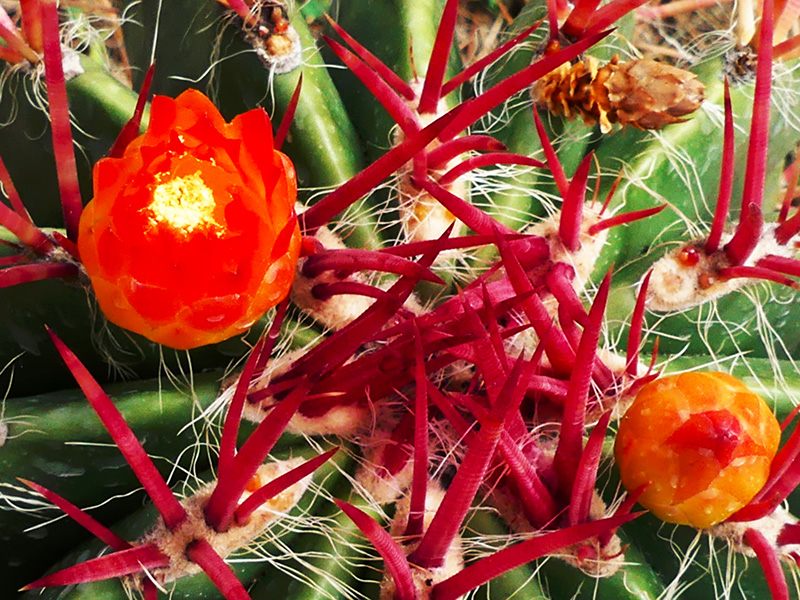 Ferocactus stainesii 