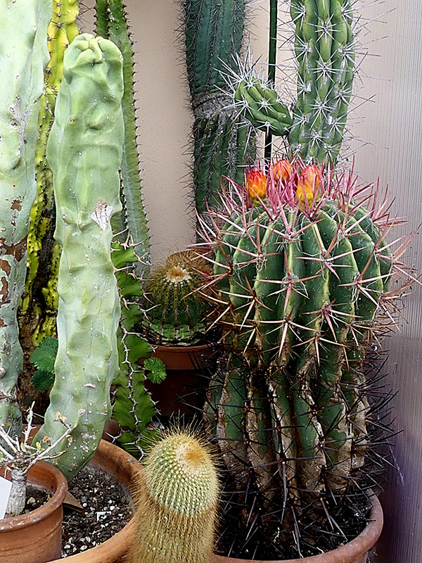 Ferocactus stainesii 