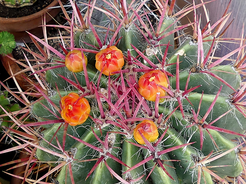 Ferocactus stainesii 