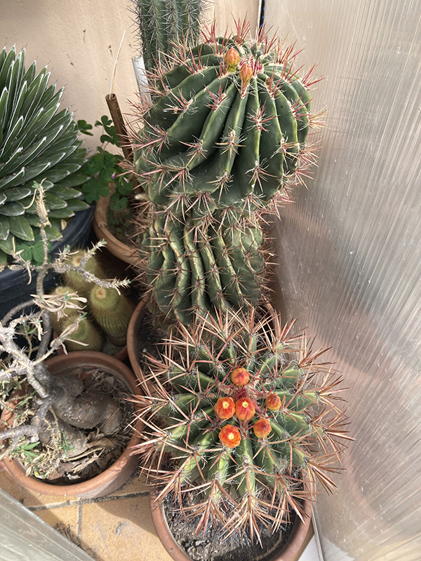 Ferocactus stainesii 