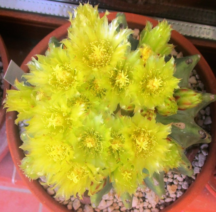 Ferocactus glaucescens v. inermis 