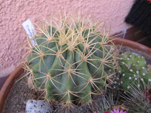 Ferocactus  