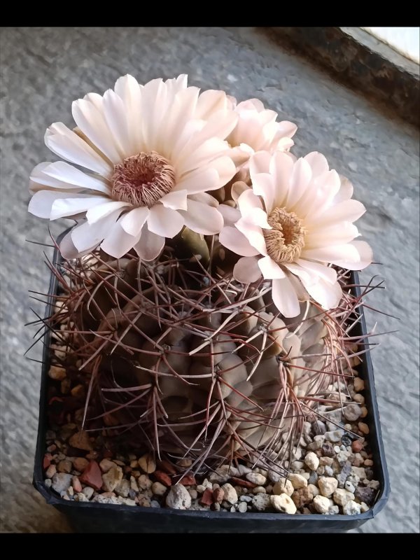 Gymnocalycium ferrarii 