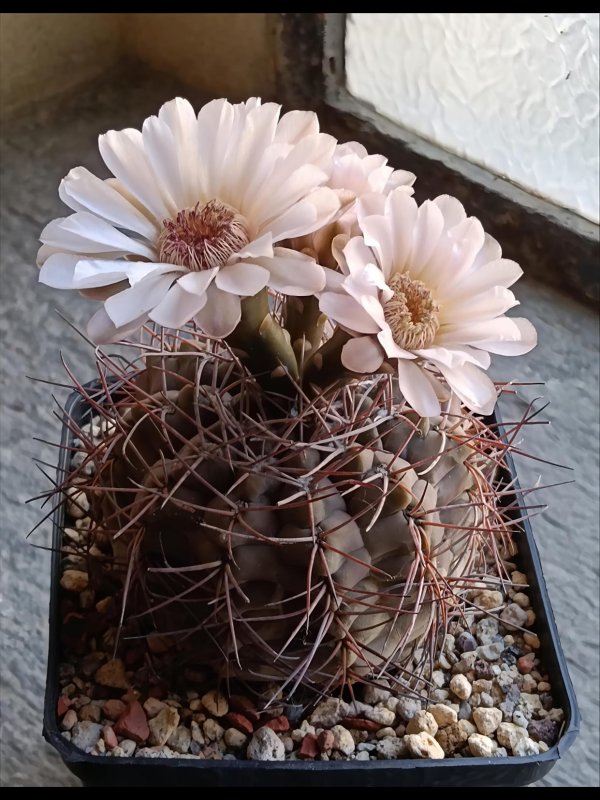 Gymnocalycium ferrarii 