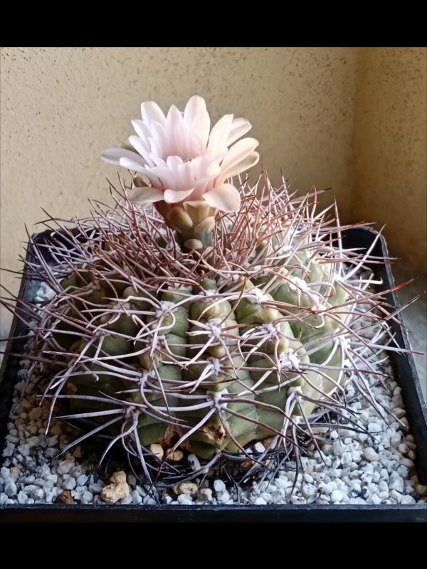 Gymnocalycium ferrarii sto 87-48