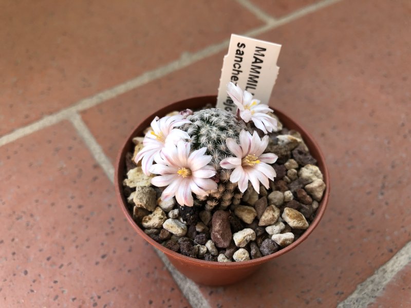 Mammillaria sanchez-mejoradae 