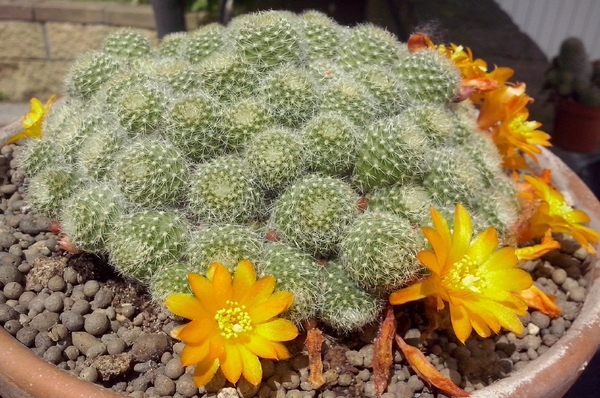 Rebutia fabrisii v. aureiflora 