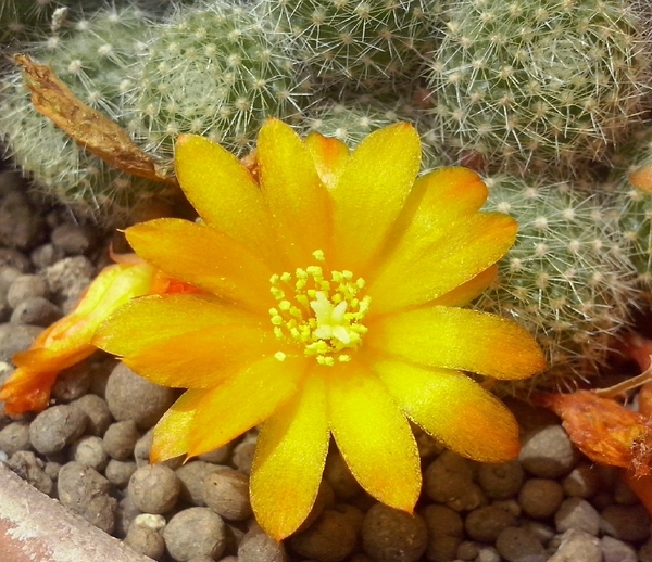 Rebutia fabrisii v. aureiflora 