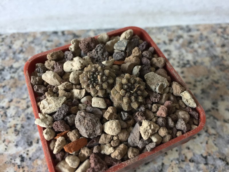 Copiapoa hypogaea cv. lizard skin 