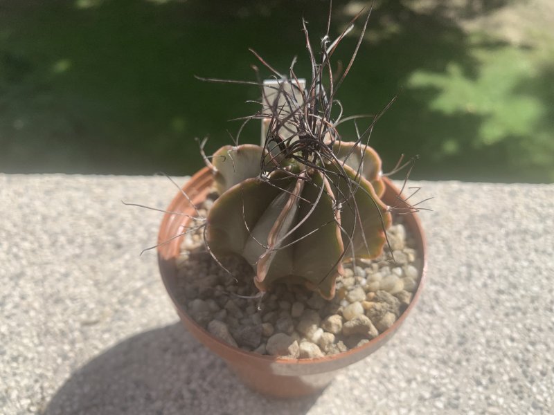 Astrophytum capricorne ssp. senile 