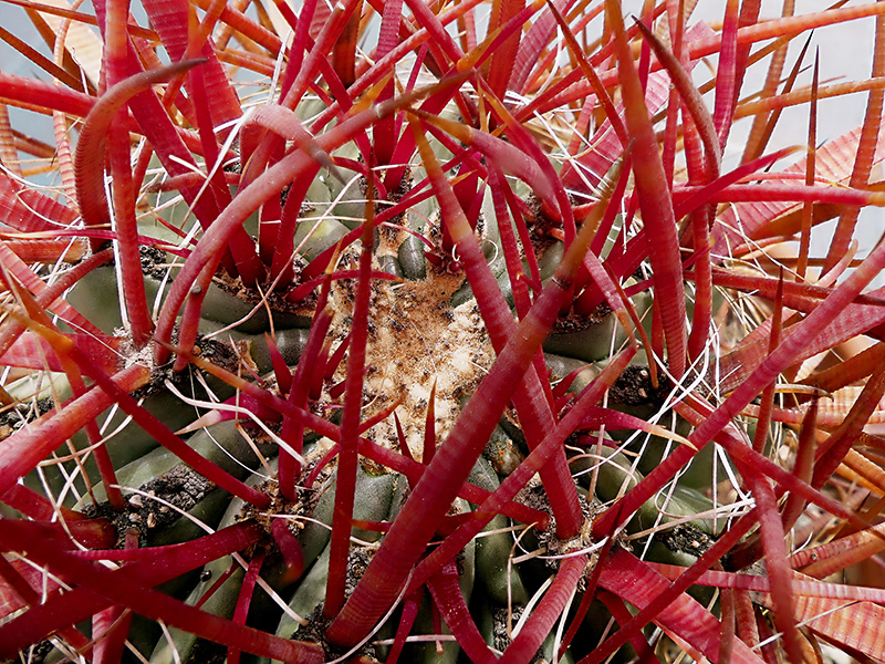 ferocactus gracilis ssp. coloratus