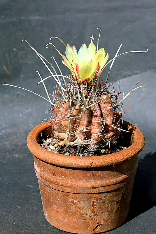 ferocactus hamatacanthus v. sinuatus f.papyracanthus