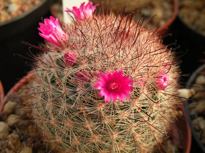 Mammillaria berkiana LAU 1245