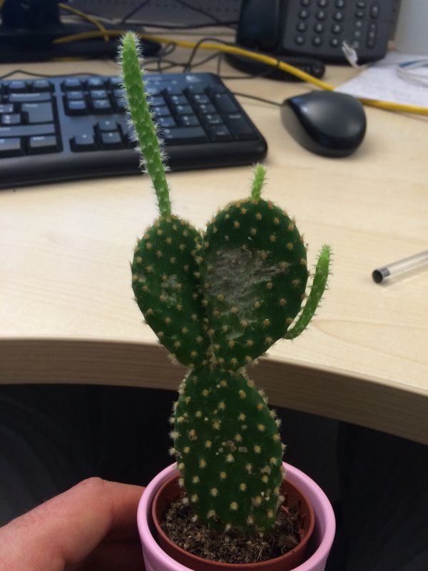 Opuntia  