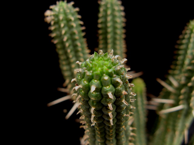 Euphorbia fimbriata 