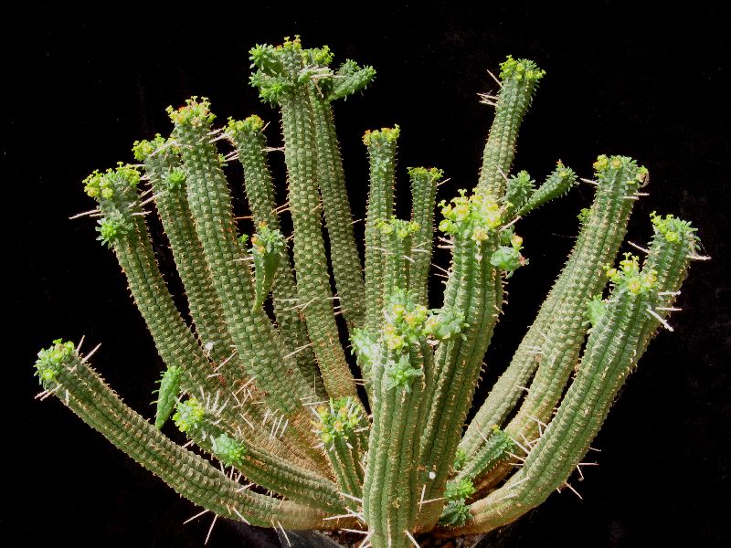 euphorbia fimbriata