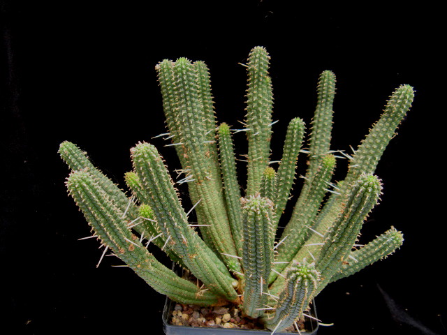 Euphorbia fimbriata 