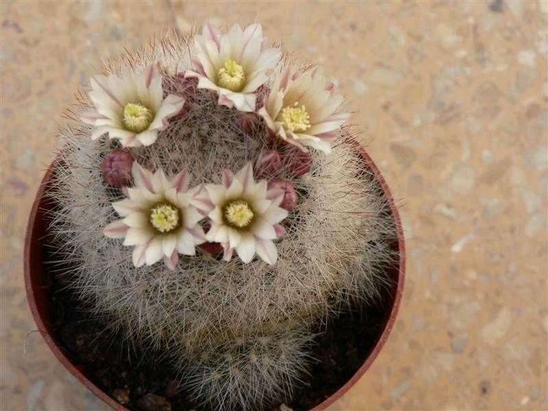 mammillaria  
