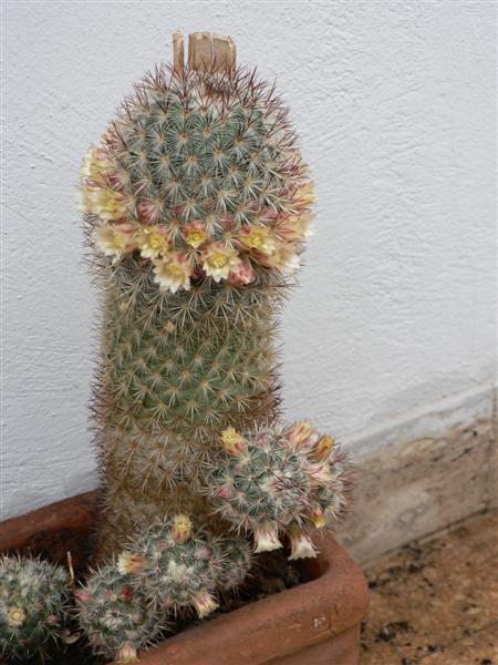 mammillaria  