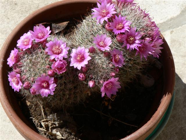 Mammillaria zeilmanniana 