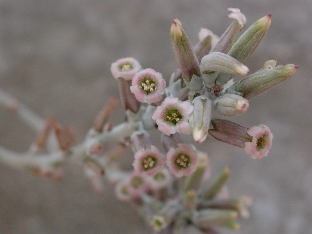 Adromischus cooperi 