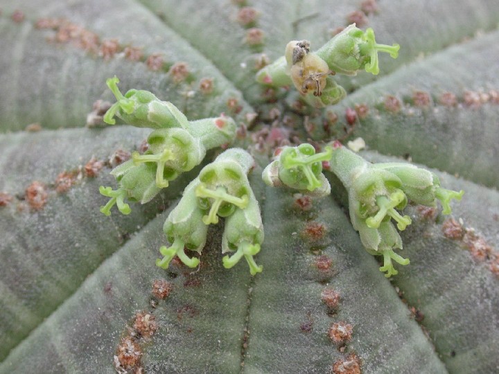 Euphorbia obesa 