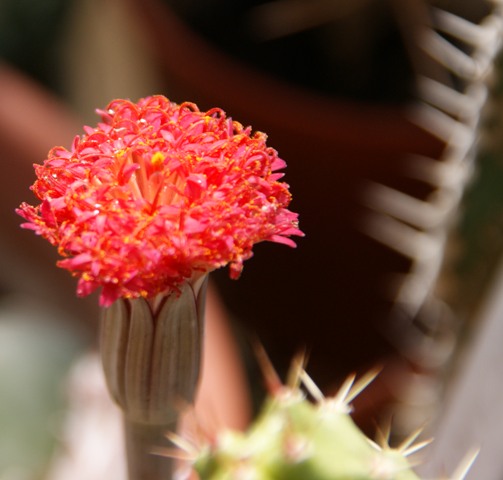 Senecio stapeliiformis 