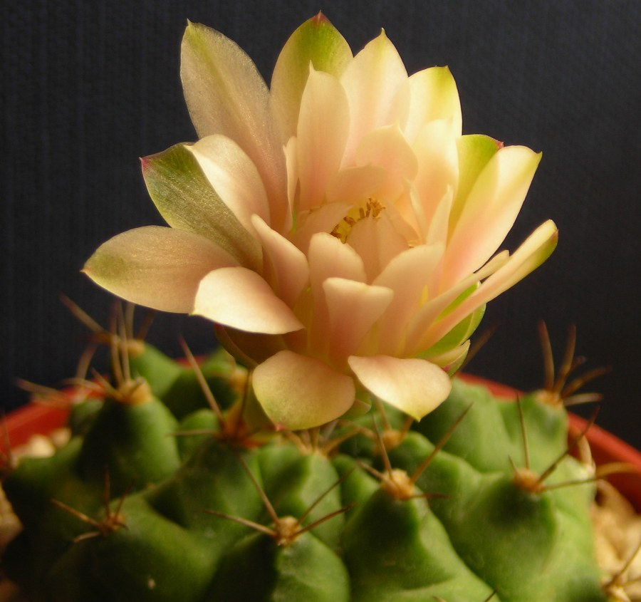 Gymnocalycium  